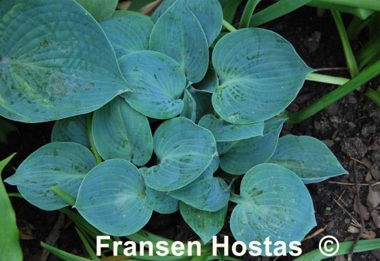 Hosta Blue Chip